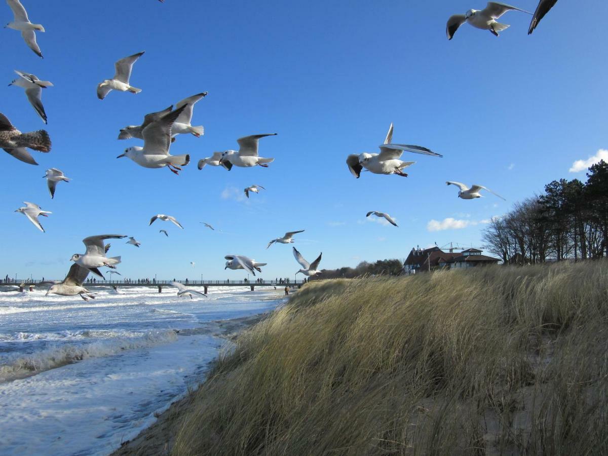 Premium-Lodge Im Der Suedschwede ... Dein Gaestehaus Mitten In Zingst Zewnętrze zdjęcie